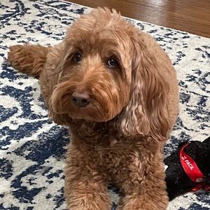 Meet your Posher, Drew